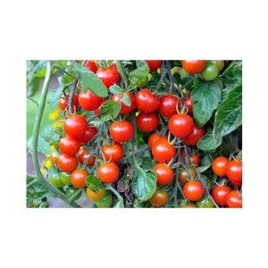 HYBRID RED ROUND TOMATO 100 SEEDS PACK WITH INSTRUCTION MANAUL