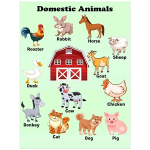 Photojaanic Domestic Animal Poster