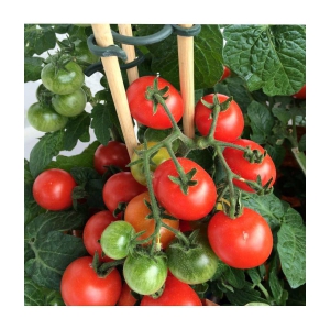 homeagro - Tomato Vegetable ( 100 Seeds )