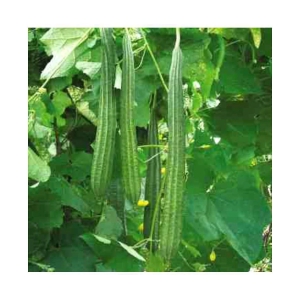 Hybrid F1 Ridge Gourd Organic Vegetables 20 seeds For Home Garden Pack