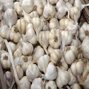 garlic-lahsun-llium-sativum-1-kg