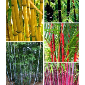 OhhSome Colorful Garden Lucky Bamboo Bonsai Plant Seeds - 10 Seeds + Instruction Manual