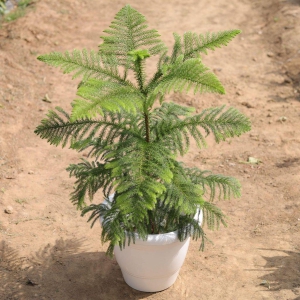 Araucaria / Christmas Tree in 10 Inch Classy White Round Plastic Pot