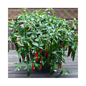 Thai Hot Pepper Seeds 50 Seeds Heirloom Chili Vegetable