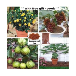 Fruit seeds combo pack of ( papaya,grapes,lemon,white guava ) 10-10 seeds of each 1 with free coco peat and user manaul