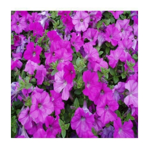 homeagro - Petunia Mixed Flower ( 50 Seeds )