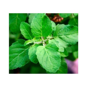 FLARE SEEDS Imported Holy Basil(Tulsi) Seeds - 100 seeds