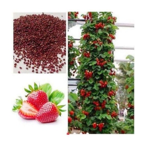 Attractive Climbing Strawberry Fruit Seeds