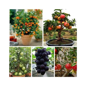 Dwarf Fruit Seeds Combo Orange,Apple, Grape, Pomegranate, Guava 5 seeds Each + 150gm Growing soil + Instruction Manual Inside Package