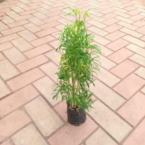 Aralia Green in 4 Inch Nursery Bag