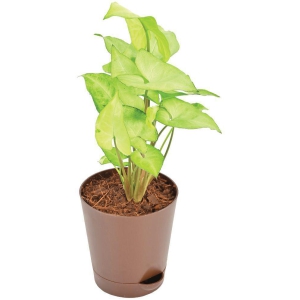 UGAOO Syngonium White Butterfly Natural Live Indoor Plant with Pot