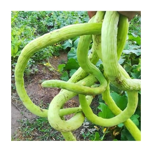 Long melon Kakri 50 seeds high germination seeds with instruction manual