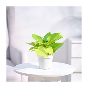 UGAOO Golden Money Plant With Grow Pot