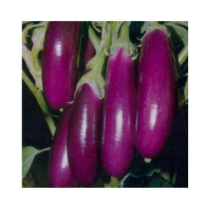 Brinjal Purple Long High Germination Vegetables Seeds - Pack of 50 F-1 Hybrid Seeds