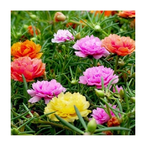 Portulaca mixed flower seeds (30 seeds)