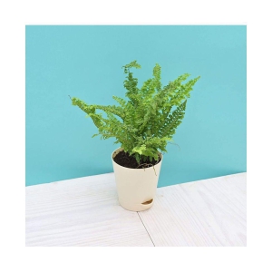 Ugaoo Fern Morpankhi Indoor Plant with Self Watering Pot