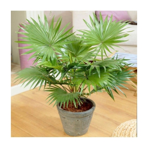 homeagro - Areca palm Plant ( 5 Seeds )