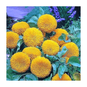 SUN GOLD teddy flower 20 seeds pack with free cocopeat and user manual