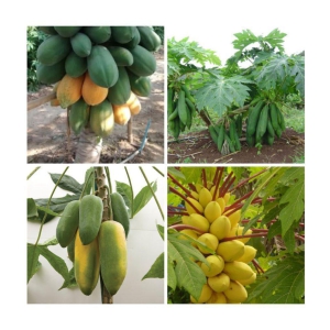 PAPAYA DWARF FRUIT SEEDS 4 VARIETIES COMBO PACK