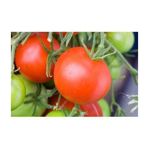 homeagro - Tomato Vegetable ( 100 Seeds )