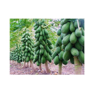 Papaya Seeds thai big red Variety Dwarf Fruit 50 seeds + Instruction Manual