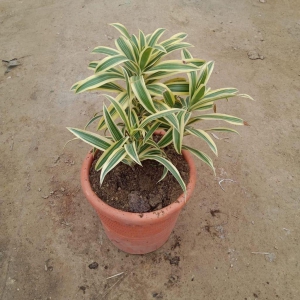 Song Of India in 10 Inch Clay Pot