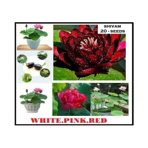 3 COLOR MIX LOTUS FLOWER 20 SEEDS COMBO PACK WITH USER MANUAL