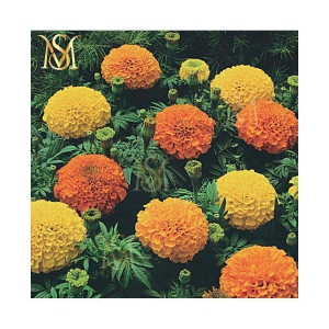 MS. Marigold Seeds MIX 30 seeds