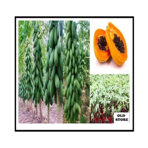 OLD STORE ORGANIC PAPAYA 50 HIGH GERMINATION SEEDS PACK WITH USER MANUAL