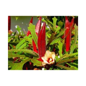 Red Okra Bhindi (Lady's Finger) pack of 15 seeds