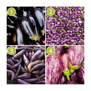 4 type BRINJAL 200 SEEDS PACK WITH USER MANUAL 50-50 seeds of each 1