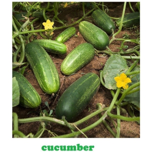 Cucumber Khira 50 seeds high germination seeds with instruction manual