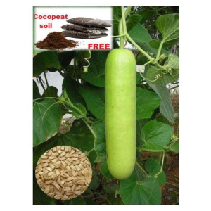 Bottle Gourd F1 Hybrid - 20 seed +soil free  - Organic Seeds - For Home And Kitchen Garden | (Pack 20 Seeds) + Instruction Manual