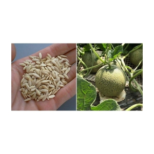 Musk melon kharbuja 50 seeds high germination seeds with instruction manual