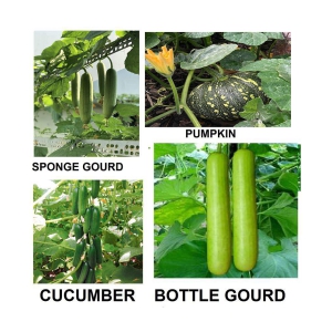 cucumber + sponge guard + bottle guard +pumpkin 30+ seeds