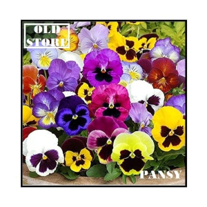 PANSY MIX VARIETY FLOWER PHOOL 30 SEEDS WITH FREE COCOPEAT COMBO PACK WITH USER MAUAL FOR HOME GARDENING PURPOSE