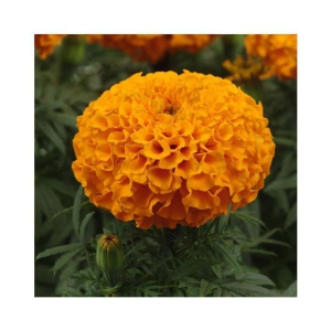 Marigold African Better Germination Flowers Seeds - Pack of 50 PREMIUM Seeds Magnif