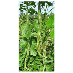 AtoZprintshop Nature Valley High Yield Hybrid Rare Long Snake Gourd Vegetable Seeds -20 Seeds Pack