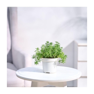 UGAOO Golden Sedum Plant With Grow Pot