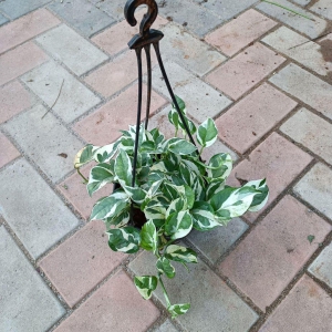 Money plant Njoy in 6 Inch Hanging basket