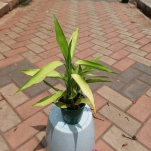 Lucky Bamboo Soil in 4 Inch Plastic Pot