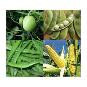 CLASSIC GREEN EARTH - Corn Vegetable ( 200 Seeds )