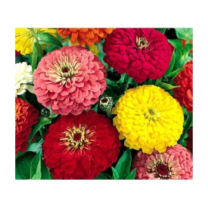 homeagro - Zinnia Mixed Flower ( 20 Seeds )