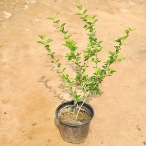 Cherry Plant in 6 Inch Plastic Pot