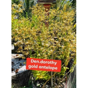 Dendrobium Dorothy Gold Antelope
