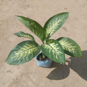 Dieffenbachia Compacta in 7 Inch Nursery Bag