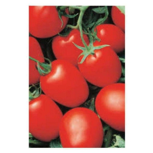 all natural tomato se.eds pack of 75