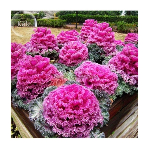 Flower Seeds : Ornamental Kale Mixima Mixed Flower Seed For Home  Rooftop Gardening Plants Seeds (Garden Seeds)  Garden Plant Seeds By OhhSome