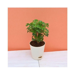 Ugaoo Aralia Golden Indoor Plant with Self Watering Pot