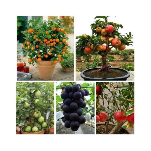 Dwarf Fruits Seeds Mega Combo of - Apple, Lemon, Grapes, Papaya, Pomegranate & Guava 10 Seeds Each